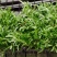 浙江温州芽苗菜/豌豆苗/空心菜苗/产地直发/盒装/量大从优