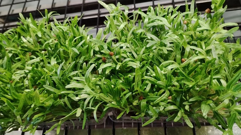浙江温州芽苗菜/豌豆苗/空心菜苗/产地直发/盒装/量大从优