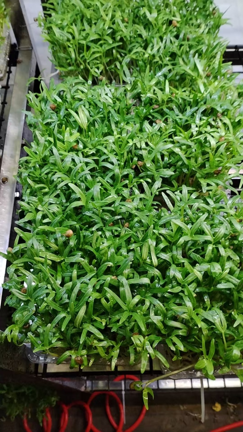 浙江温州芽苗菜/豌豆苗/空心菜苗/产地直发/盒装/量大从优