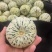 花蕾甜瓜，花美人甜瓜，莘县甜瓜，一手货源量大从优货发全国
