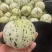 花蕾甜瓜，花美人甜瓜，莘县甜瓜，一手货源量大从优货发全国