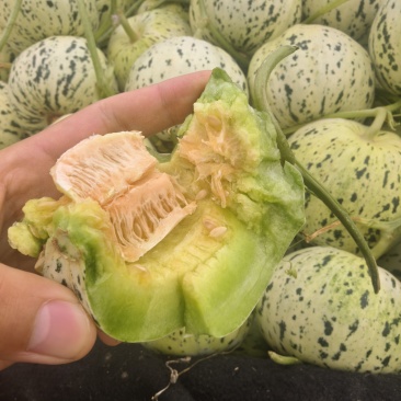 花蕾甜瓜，花美人甜瓜，莘县甜瓜，一手货源量大从优货发全国