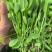 鸡毛菜肖根鸡毛菜产地直发量大从优可视频看货对接全国