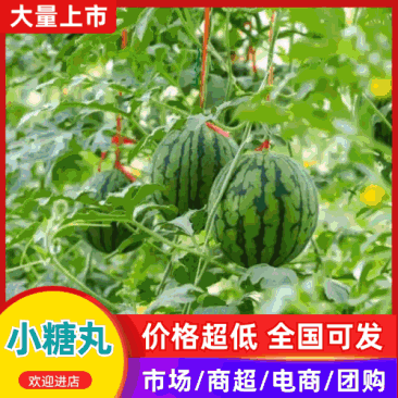 小糖丸西瓜产地直销量大质优一手货源价格优惠欢迎采购
