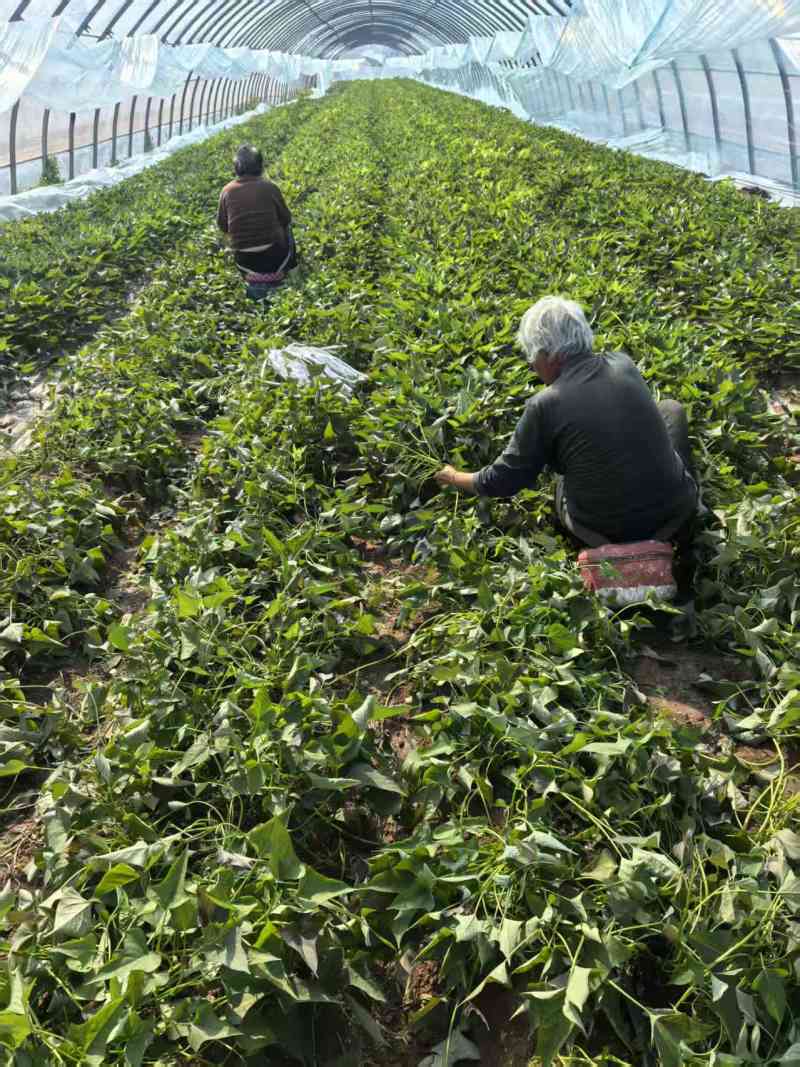 河南濮阳脱毒西瓜红红薯苗大型育苗基地提供技术指导