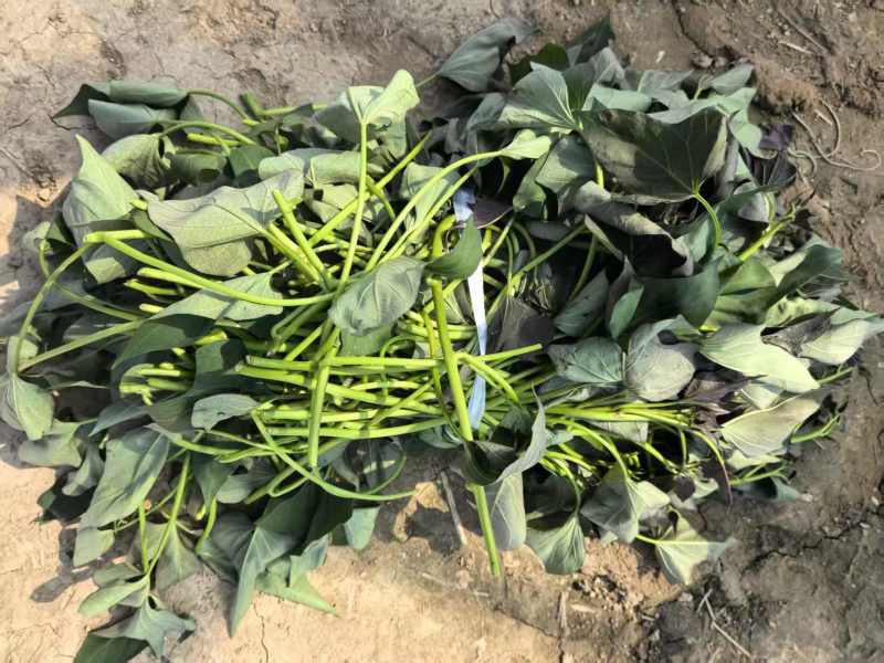 河南濮阳红薯苗红瑶苗百薯一号大型育苗基地200多个大棚