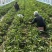 河南濮阳红薯苗红瑶苗百薯一号大型育苗基地200多个大棚