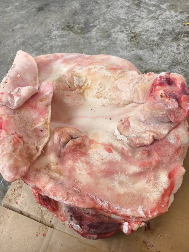 沂南县工厂直发带耳猪头整吨起售价格量大从优批发走货