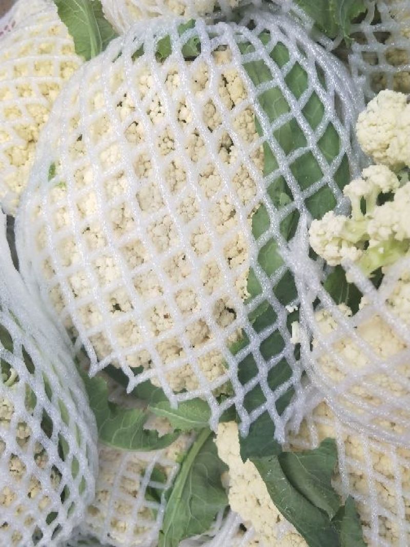 河南焦作松花菜基地直供大量有货可长期供应到6月走批发