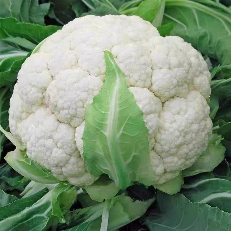 河南焦作松花菜基地直供大量有货可长期供应到6月走批发