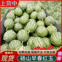 早春红玉西瓜/小吊兰瓜砀山西瓜/皮薄红瓤【可全国发货】