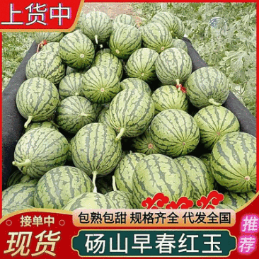 早春红玉西瓜/小吊兰瓜砀山西瓜/皮薄红瓤【可全国发货】