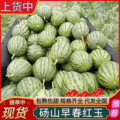 早春红玉西瓜/小吊兰瓜砀山西瓜/皮薄红瓤【可全国发货】