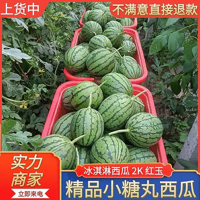 小糖丸西瓜/砀山西瓜【包熟包甜/全国发货】欢迎来电洽谈