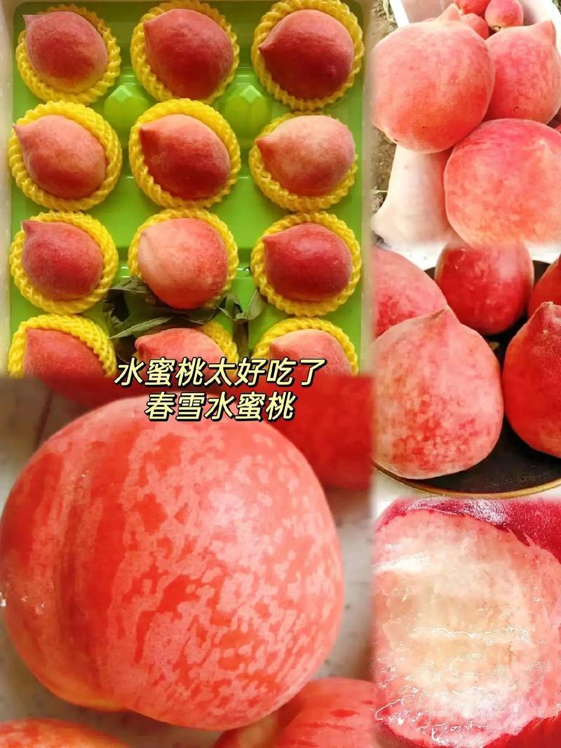 【精品】毛桃精品春雪桃基地直发对接电商市场商超