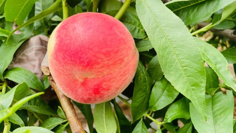 【优选】突围桃湖北毛桃基地直发一手货源视频看货