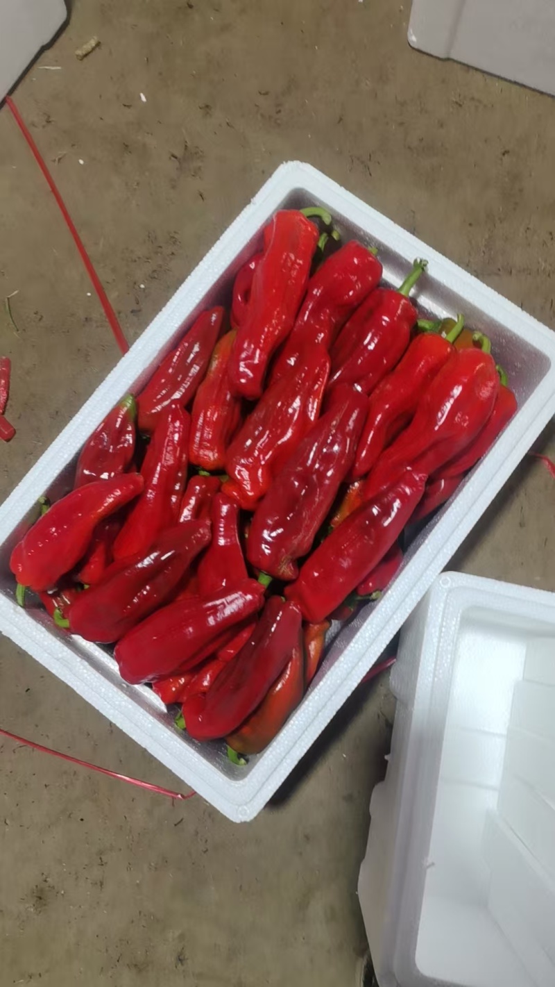 江苏精品红椒基地直发量大从优可视频看货