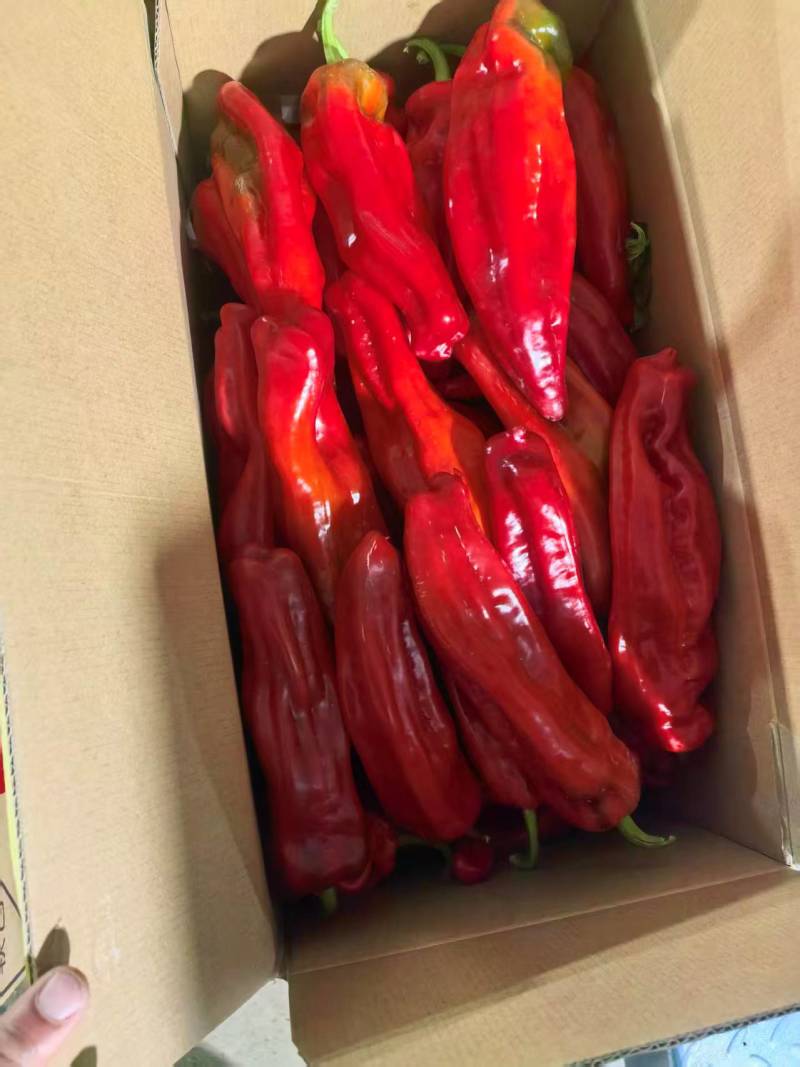 江苏精品红椒基地直发量大从优可视频看货