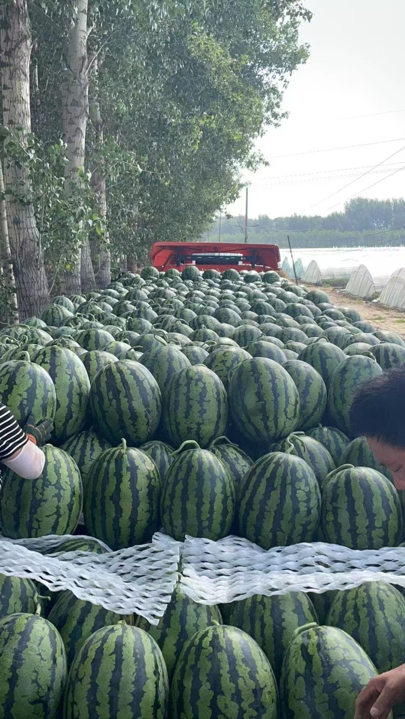 辽宁凌海西瓜，甜王西瓜，大量现货速发欢迎选购