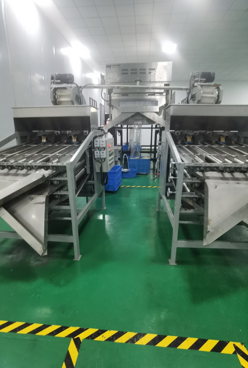 【生料】腰果WS半片厂家直供