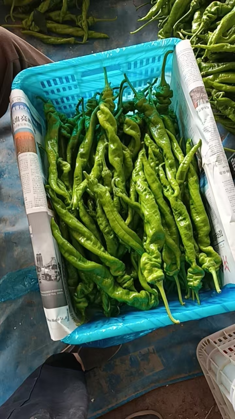 莘县产地螺丝椒大量每天上市，天天新摘品质保证