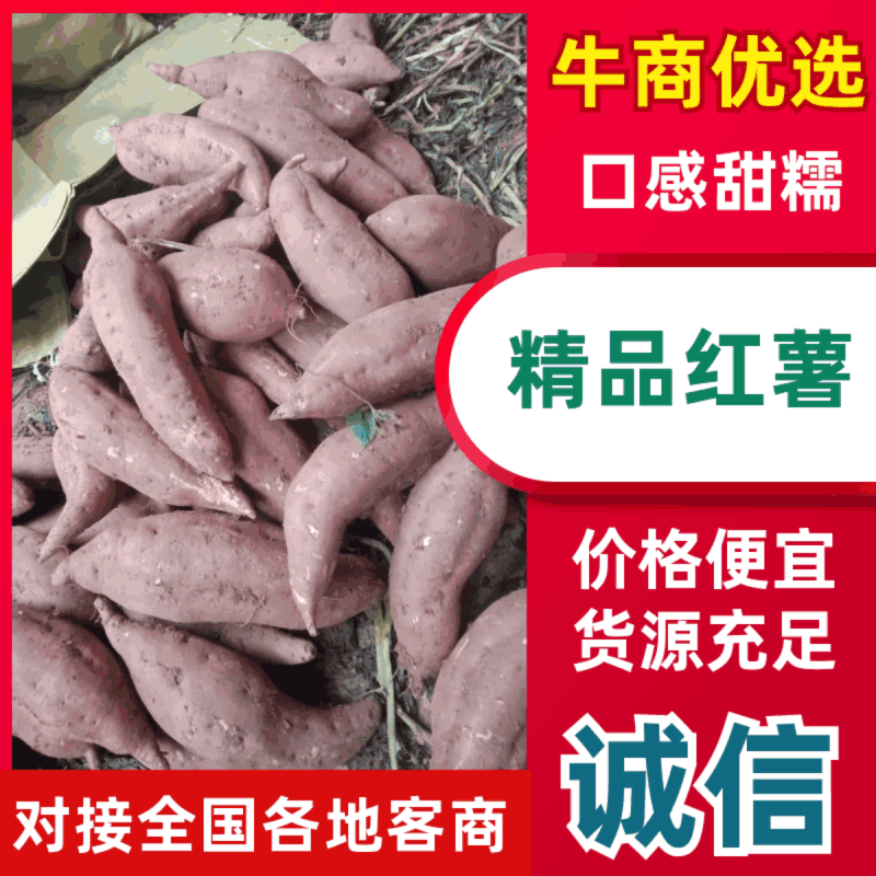 商薯19，精品货，产地直供现挖现发大量出货！
