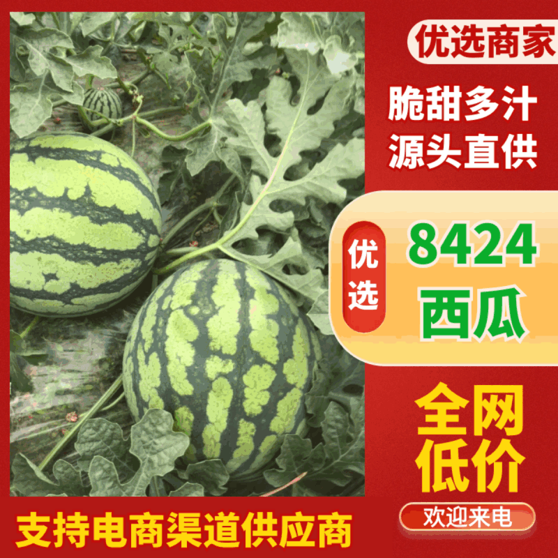 8424西瓜基地直供现摘现发可实地、视频看货欢迎采购