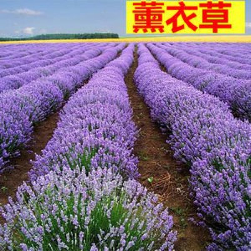 薰衣草种子