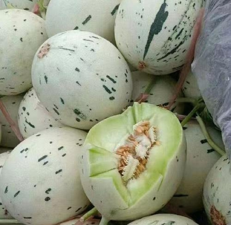 聊城蜜露流星甜瓜，蜜露甜瓜大量上市，量大从优，产地直供