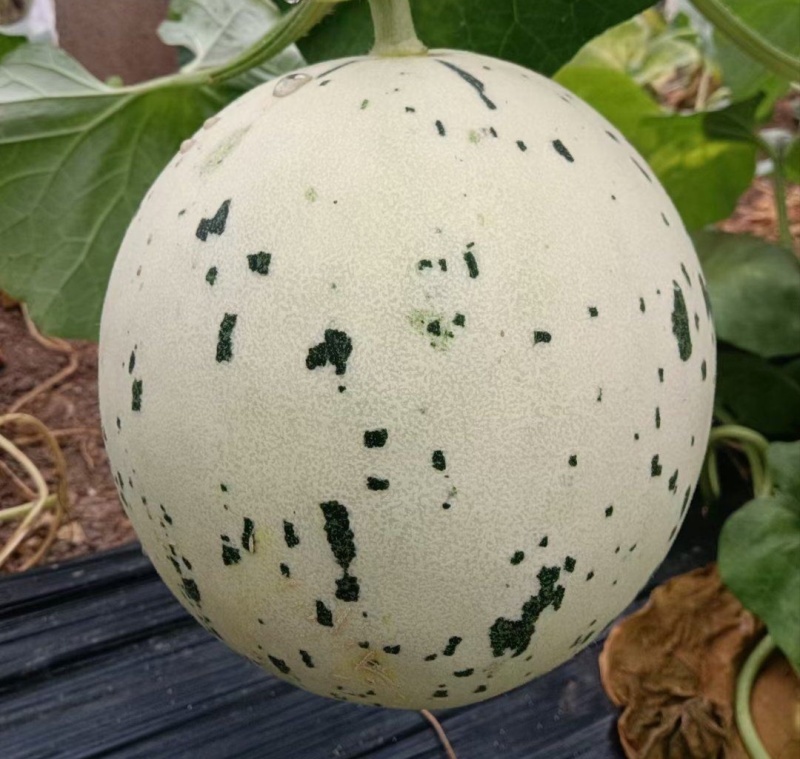 聊城蜜露流星甜瓜，蜜露甜瓜大量上市，量大从优，产地直供