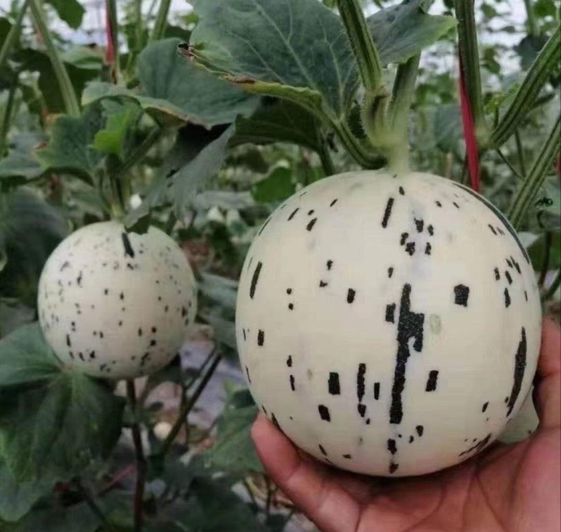 聊城蜜露流星甜瓜，蜜露甜瓜大量上市，量大从优，产地直供