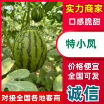 【精选特小凤西瓜】江苏西瓜货源充足对接电商市场等