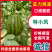 【精选特小凤西瓜】江苏西瓜货源充足对接电商市场等