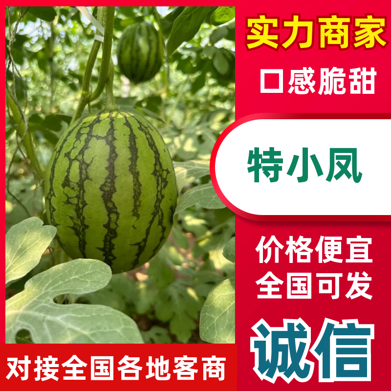 【精选特小凤西瓜】江苏西瓜货源充足对接电商市场等