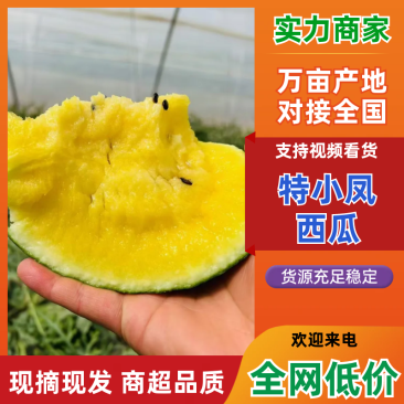 【热卖】特小凤西瓜大量上市中对接商超电商市场等