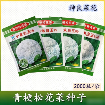小米白玉657580天青梗松花菜种子细米粒花椰菜种籽
