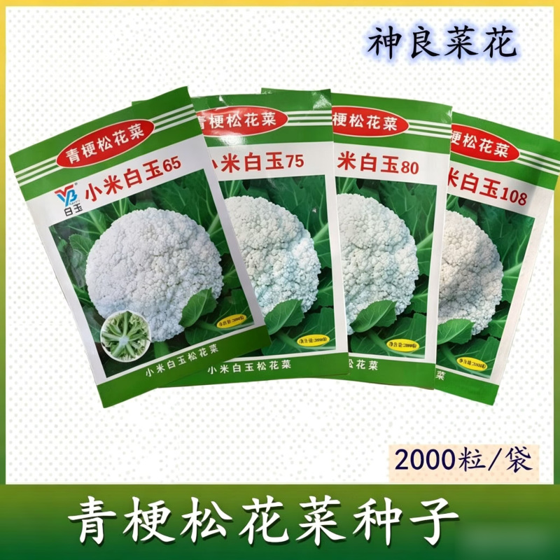 小米白玉657580天青梗松花菜种子细米粒花椰菜种籽