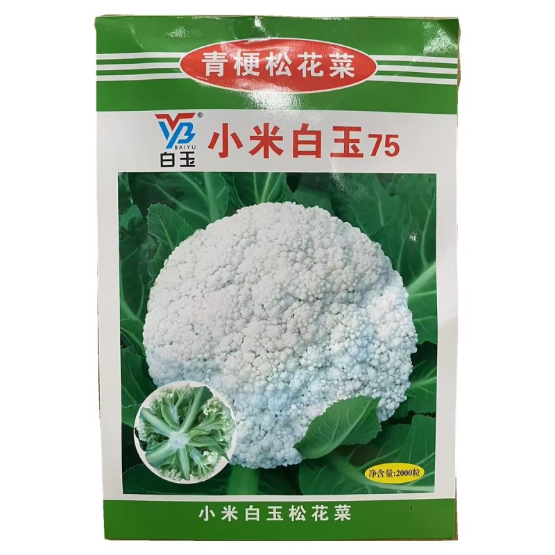 小米白玉657580天青梗松花菜种子细米粒花椰菜种籽