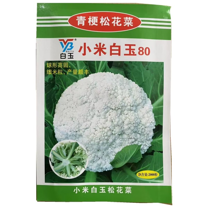 小米白玉657580天青梗松花菜种子细米粒花椰菜种籽