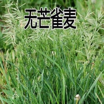 无芒雀麦种子