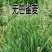无芒雀麦种子