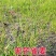 无芒雀麦种子