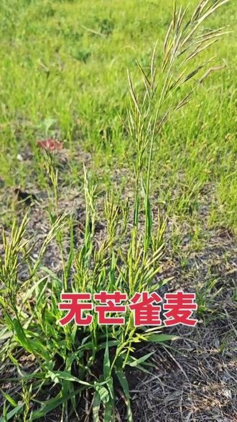 无芒雀麦种子