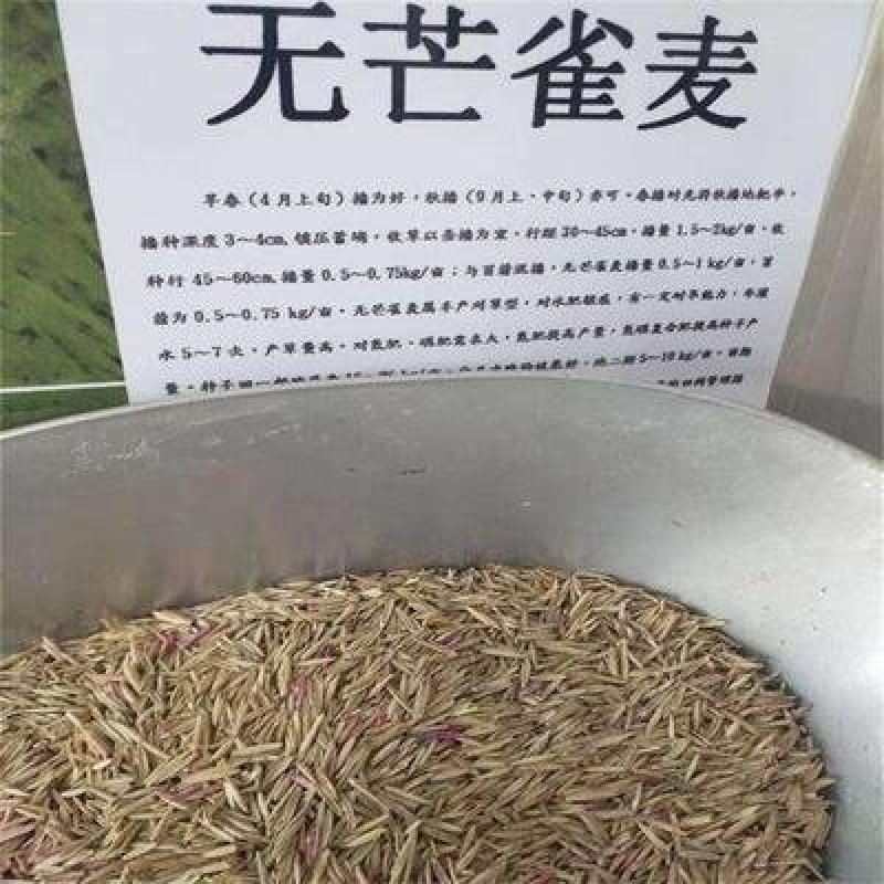 无芒雀麦种子