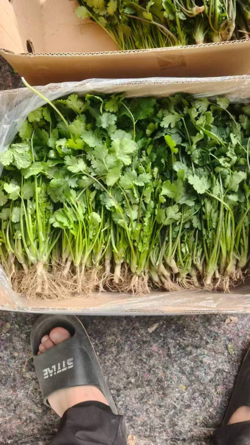 山西大叶香菜干净打捆叶多杆短卖相好鲜嫩最绿货量大