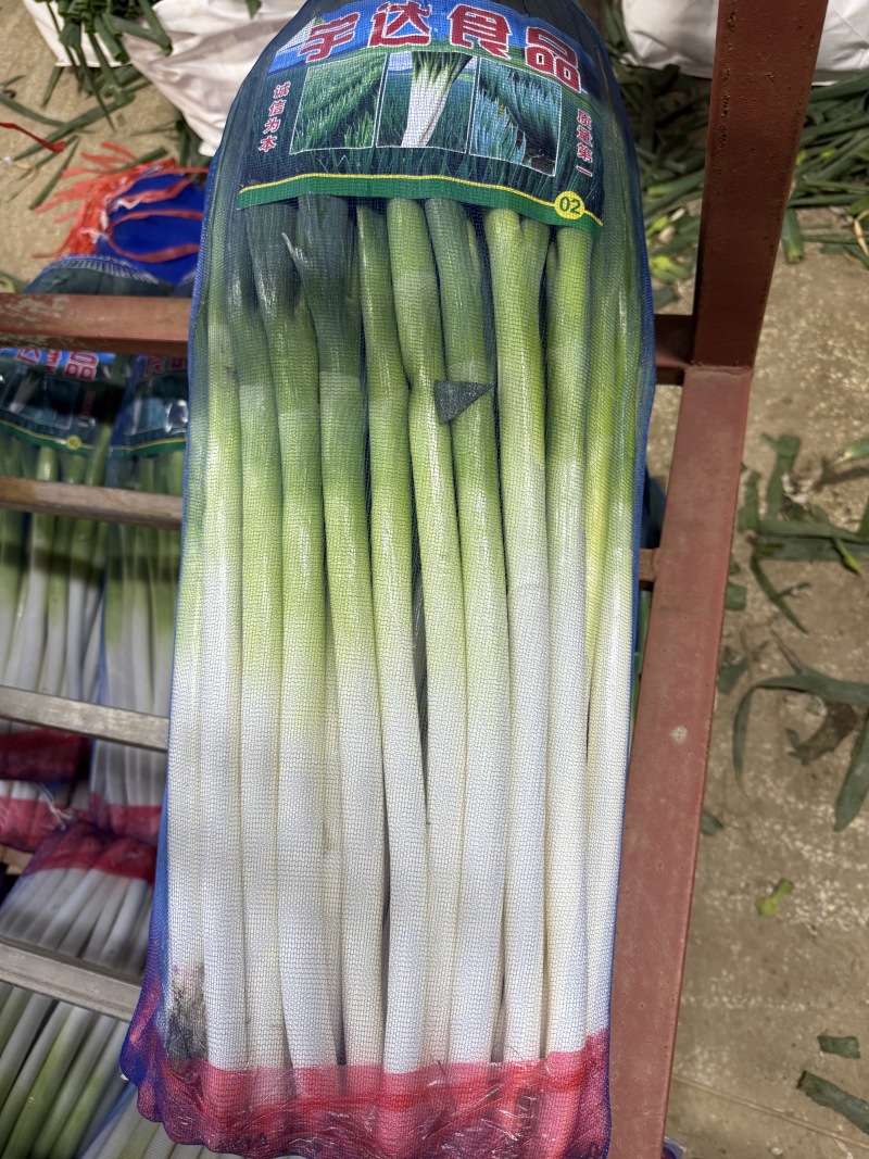 山东长白大葱承接批发加工电商商超餐饮社区团购按需求分拣打包
