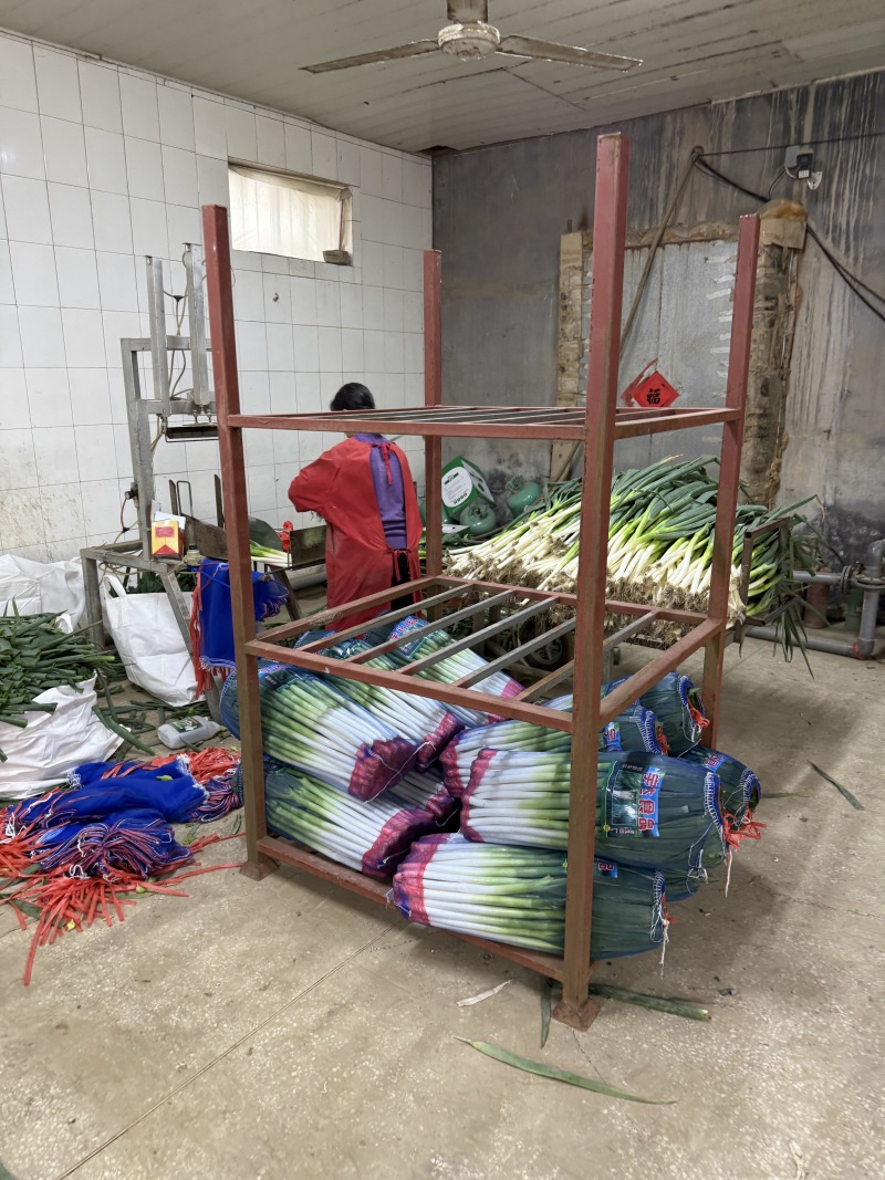 山东长白大葱承接批发加工电商商超餐饮社区团购按需求分拣打包