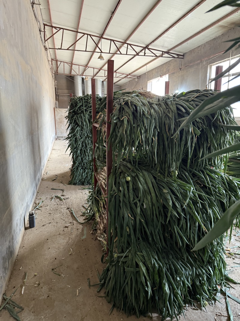 山东长白大葱承接批发加工电商商超餐饮社区团购按需求分拣打包
