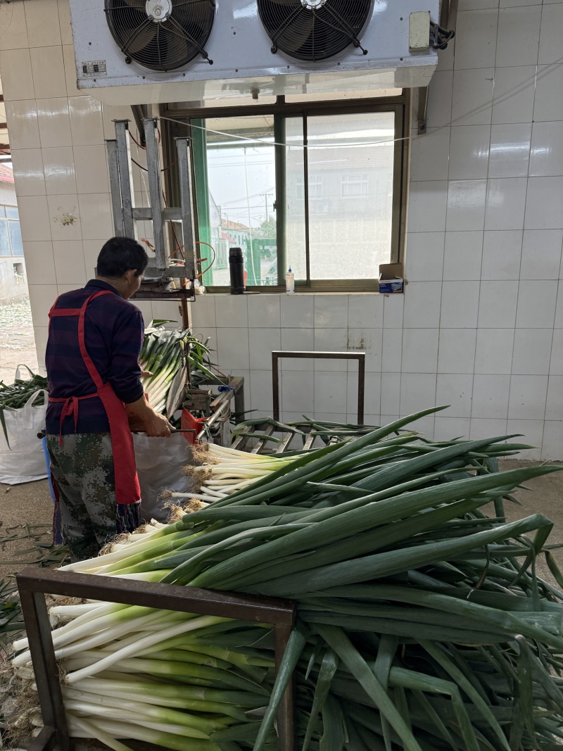 山东长白大葱承接批发加工电商商超餐饮社区团购按需求分拣打包