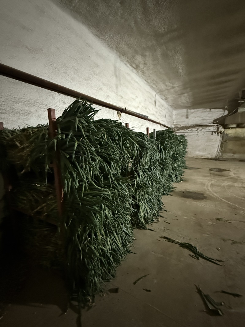 山东长白大葱承接批发加工电商商超餐饮社区团购按需求分拣打包